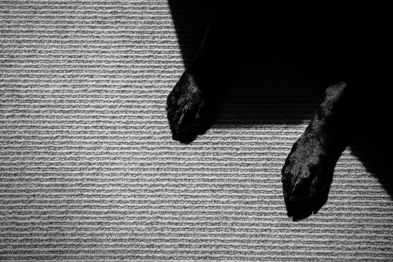 Illustration for article titled 39 *Scratchy Scratchy* Photos of Dogs